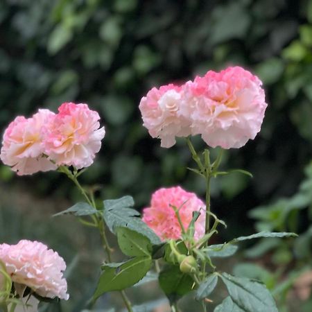 Chestnut Yard Villa 티라나 외부 사진
